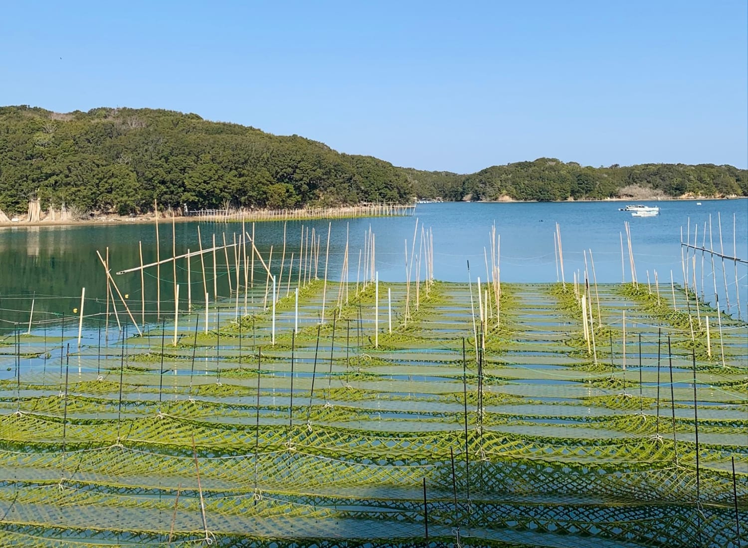 日本紫菜專門店 Norimomo 百海苔 Banner 1