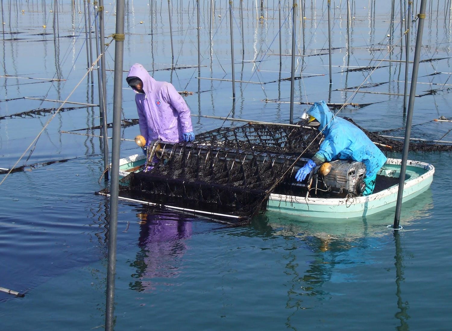 高品質日本紫菜 Banner 2